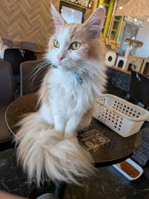 images/catcafe2.JPEG