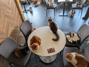 images/catcafe4.JPEG