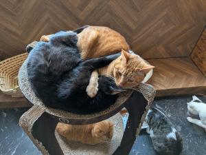 images/catcafe5.JPEG