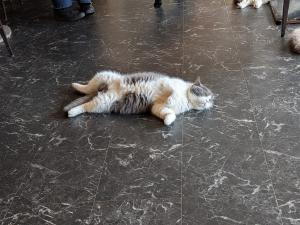 images/catcafe6.JPEG